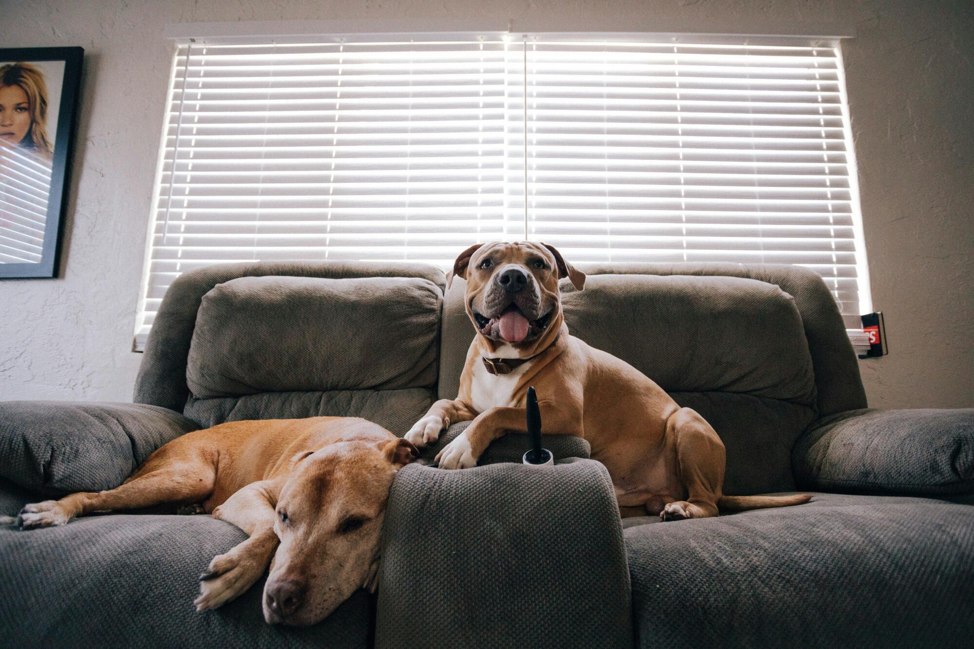 Pros and Cons of Allowing Pets in Your Boise, ID, Rental Property